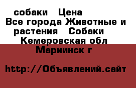 собаки › Цена ­ 2 500 - Все города Животные и растения » Собаки   . Кемеровская обл.,Мариинск г.